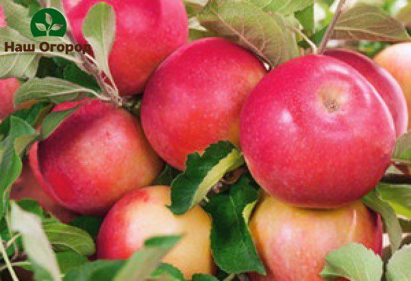 Odroda jabĺk Uralets