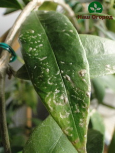 Si une fleur blanche s'est formée sur les feuilles, votre hoya est affectée par une infection fongique.