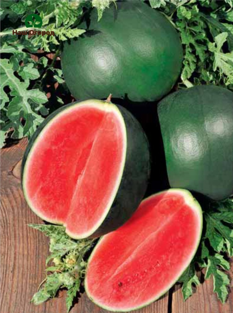 Spark - a watermelon of this variety has a juicy bright pulp.