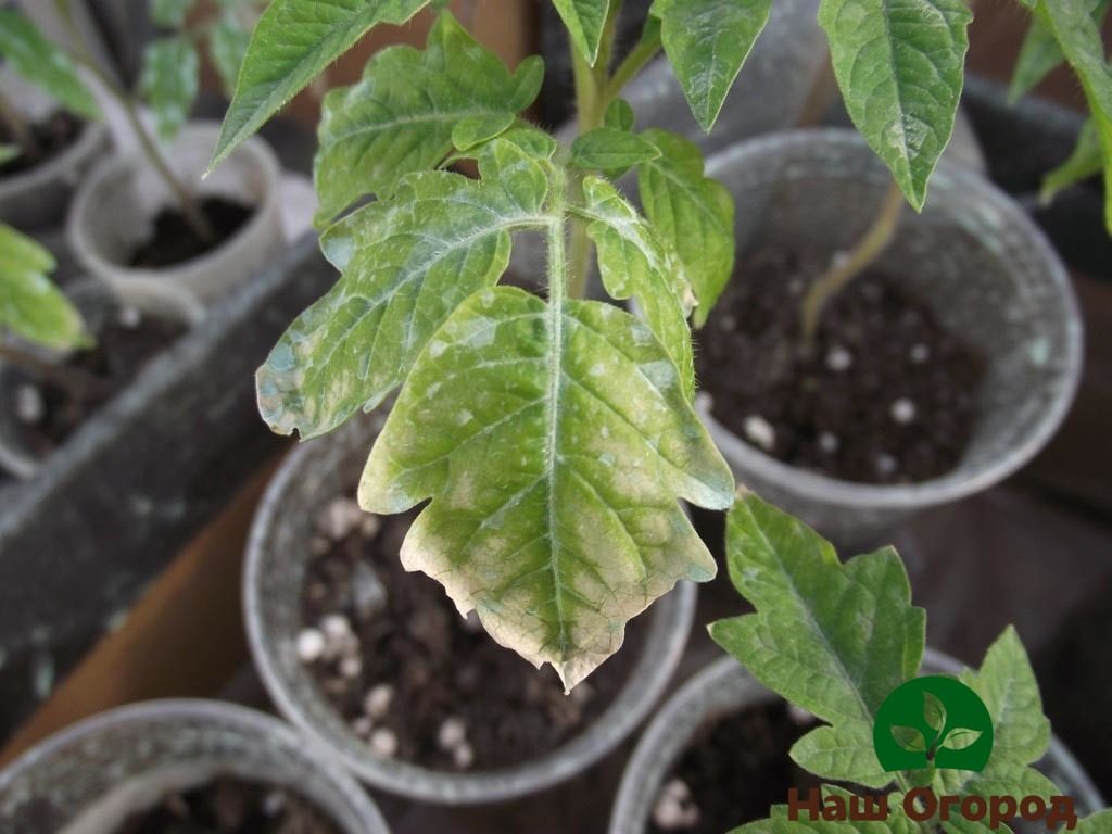 Pale tomato leaves are one of the signs of iodine deficiency in plants