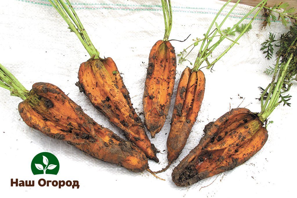Stony, loamy soils are not suitable for growing carrots.