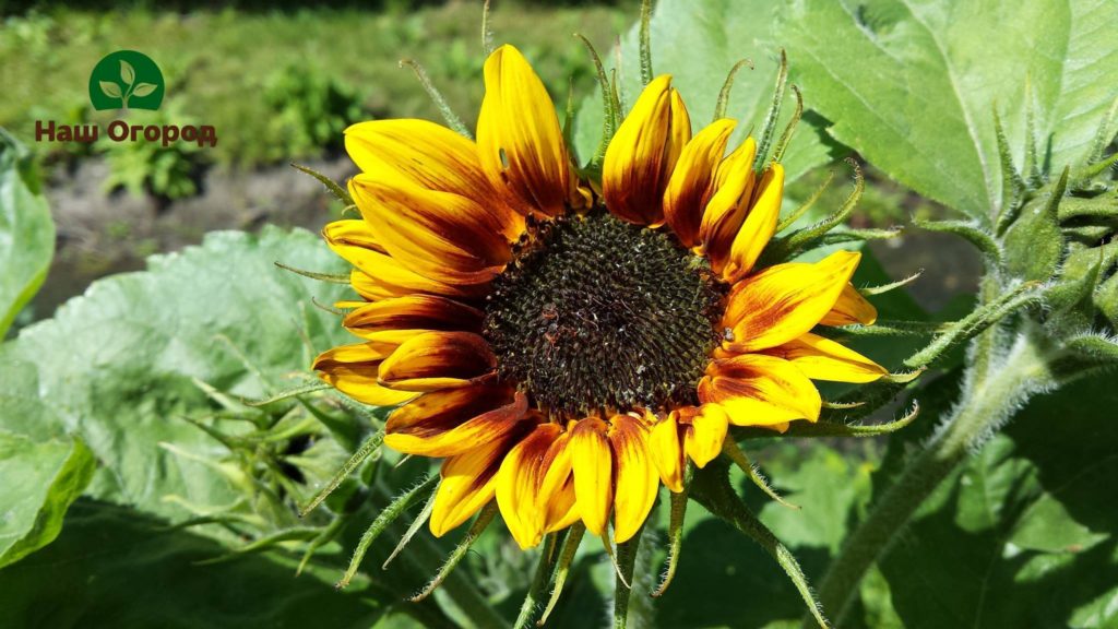 bunga matahari di kebun