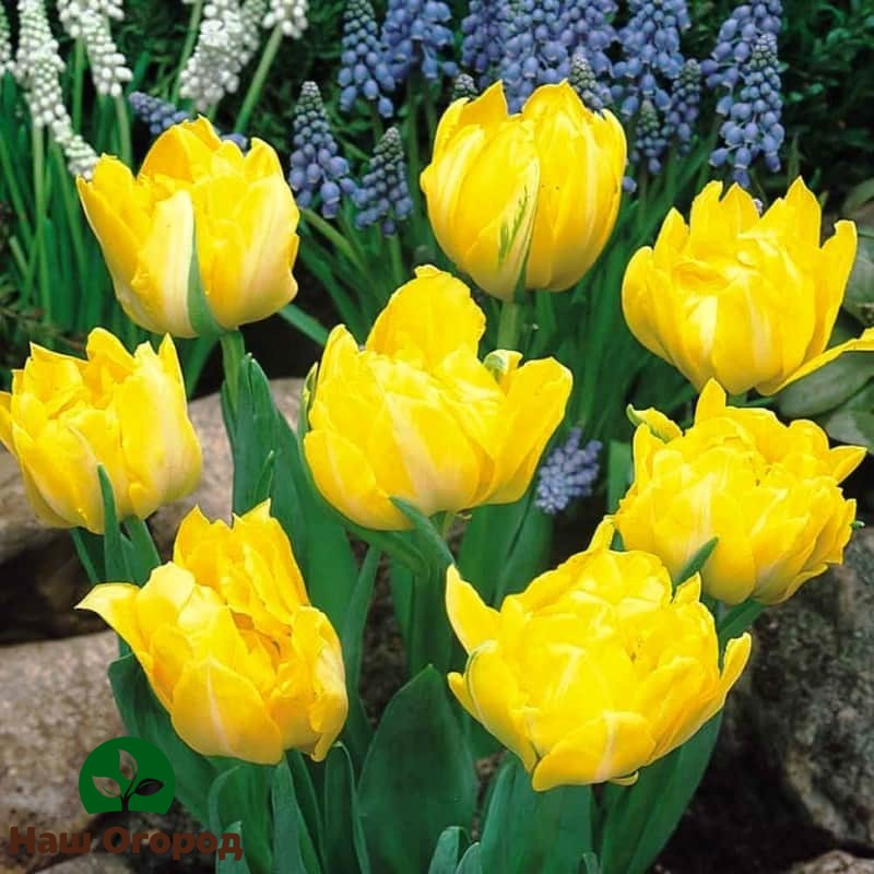 Terry tulips varieties Monte Carlo