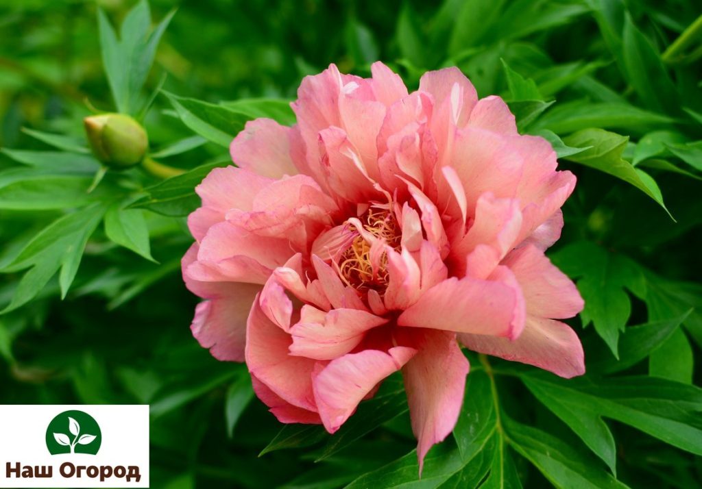 The tree peony is a unique garden flower.