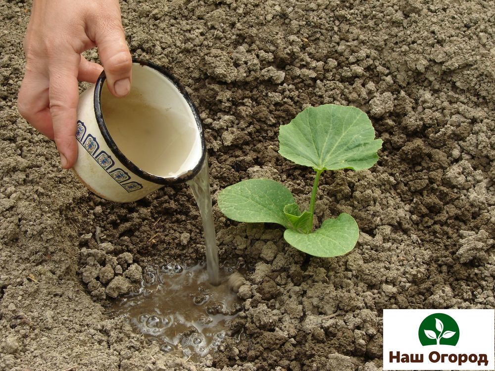 Você precisa regar cada planta separadamente na raiz.