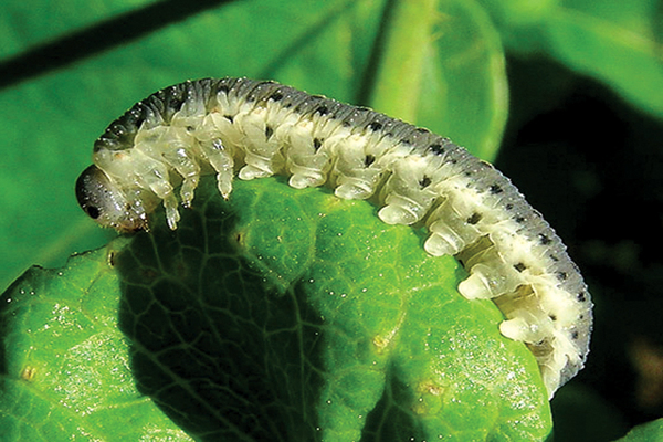 cabbage pests