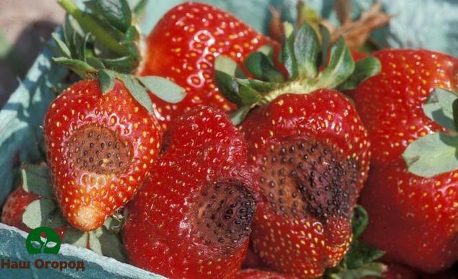 Such an unsightly strawberry harvest will turn out if you do not control the amount of moisture when caring for it.