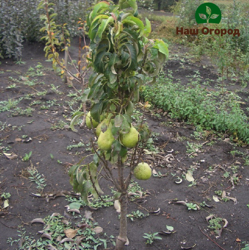 Pear sapling