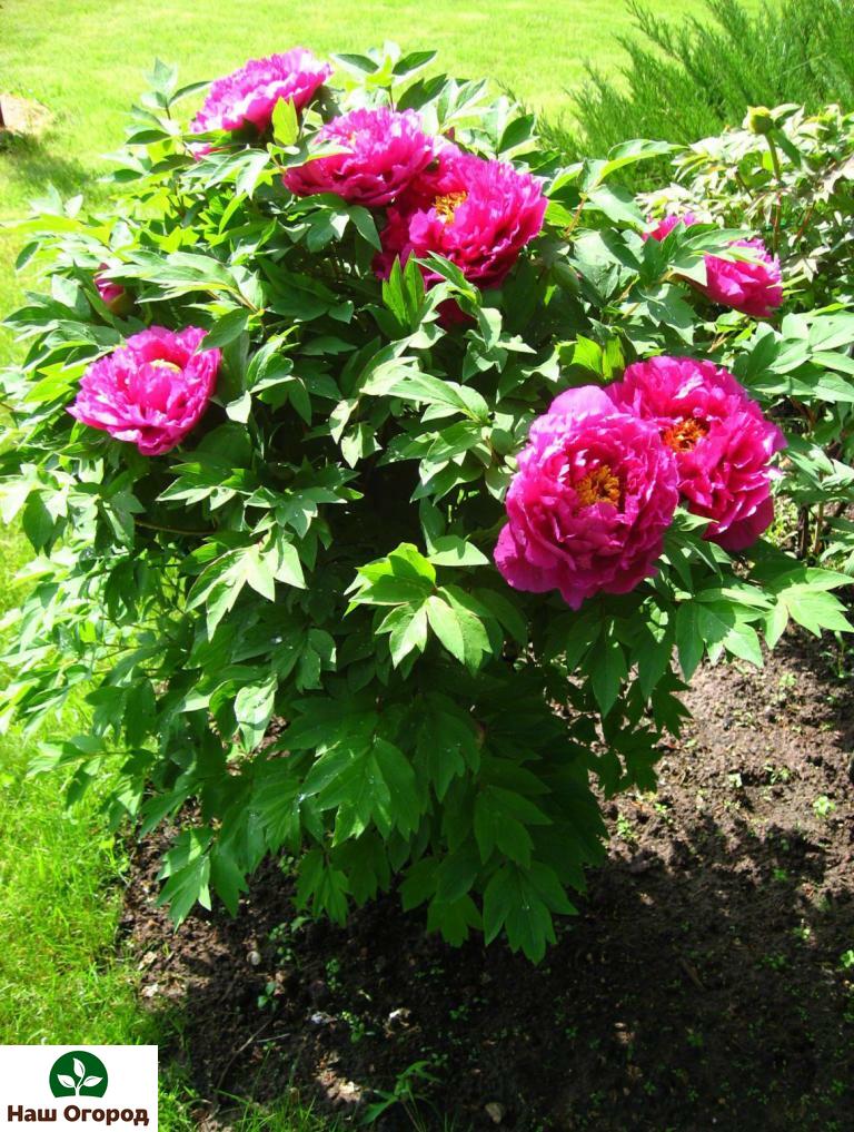 The most favorable terms for planting shrubs are mid-August to the end of September.