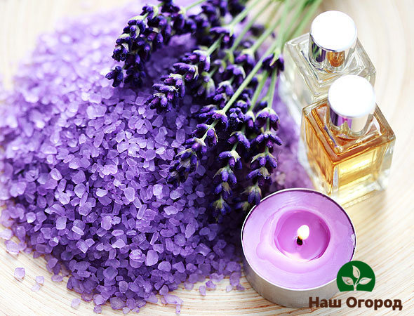 Lavender is a fragrant and healthy plant, which is why it is used to make bath salts and essential oils