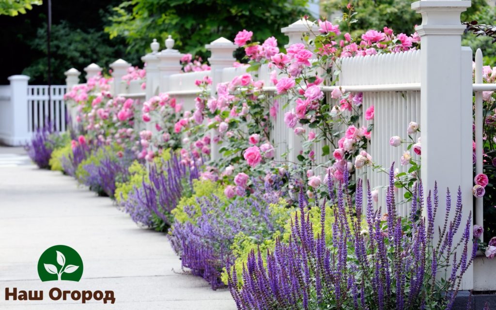 It is recommended to plant lavender near rose bushes.