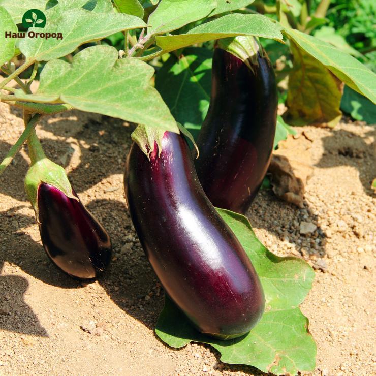 melanzane in crescita