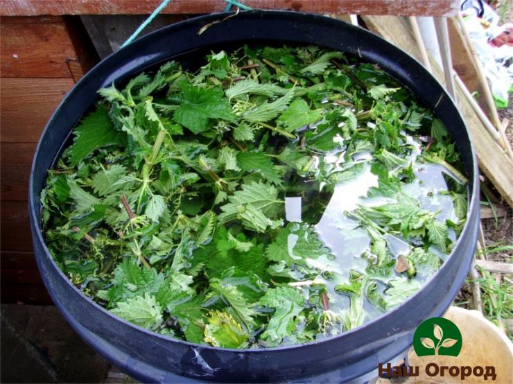 In order for the useful nettle infusion to cook faster, the container with the infusion must be placed in a well-lit place.