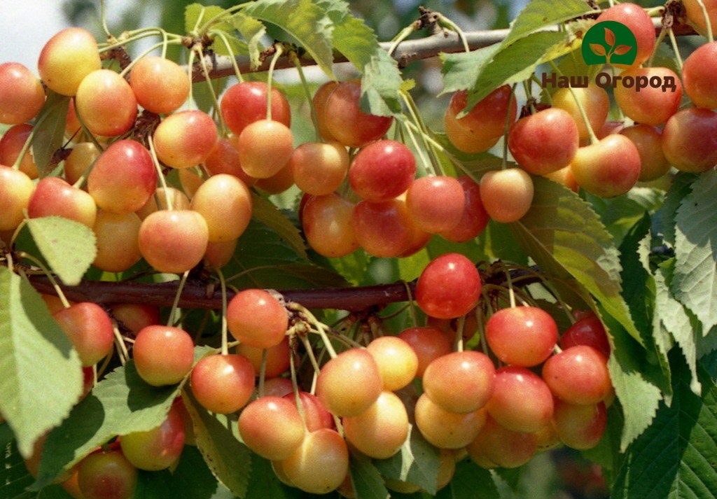 cherry varieties