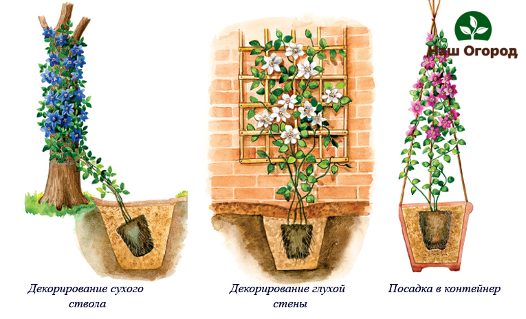 Planting scheme for clematis, depending on the purpose of its cultivation