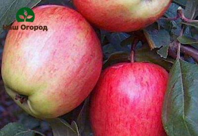 Odrody jabĺk Letné pruhované