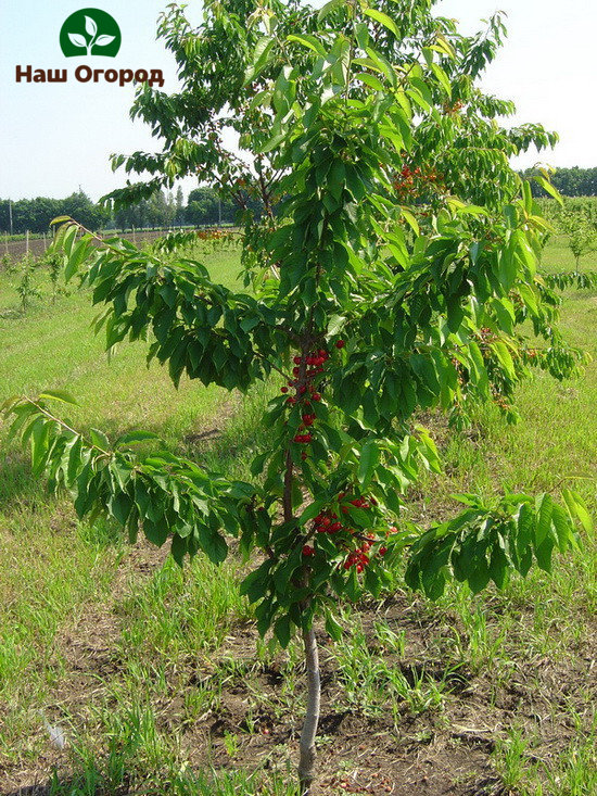 É necessário plantar uma muda de cereja dependendo da região em que você mora