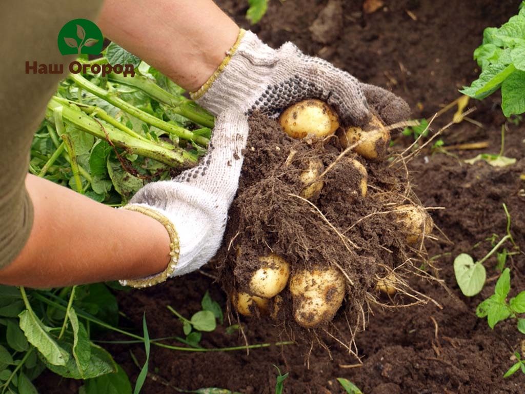 Un rendement élevé de pommes de terre dépend directement de la bonne technologie de sa culture.