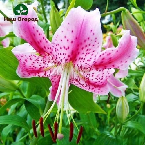 Lily taman kultivar Uchida