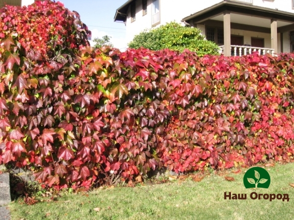 Ornamental grape hedge