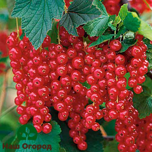 The red currant variety Darnitsa has rather large berries