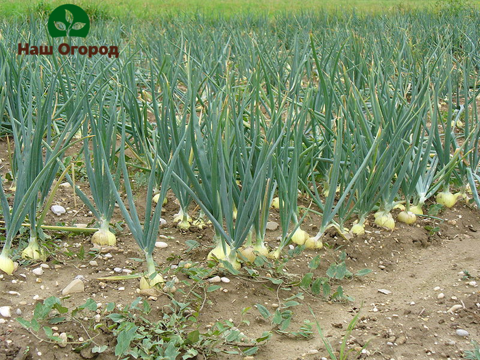 It is extremely harmful to huddle crops such as onions and garlic.
