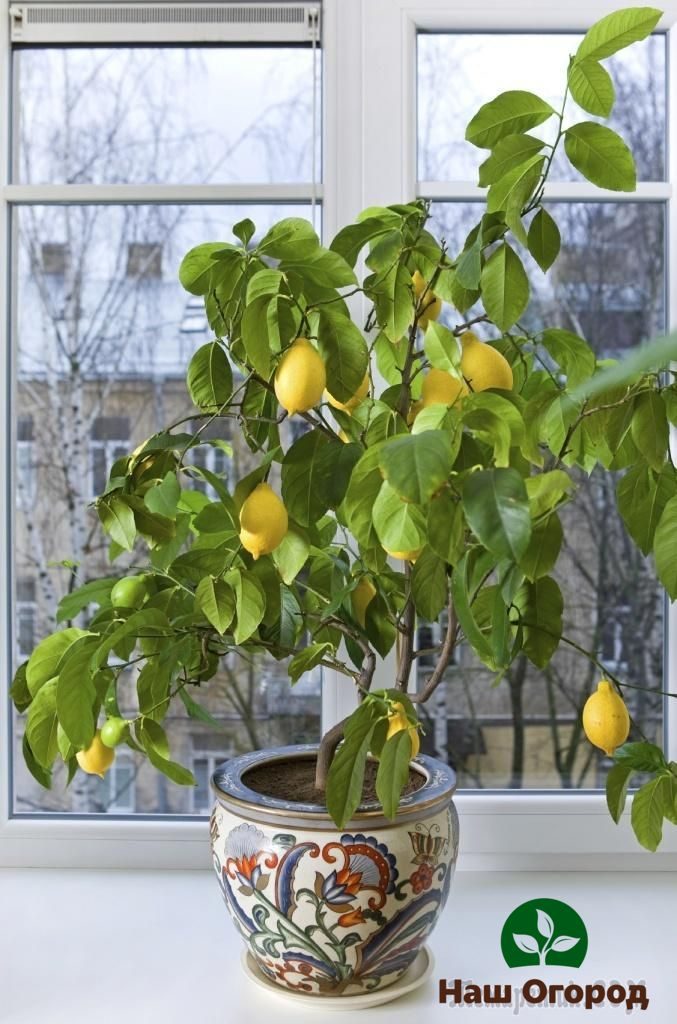 Lemon tumbuh di ambang tingkap