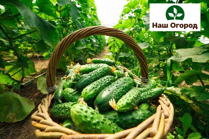 Growing cucumbers is a fairly easy process.