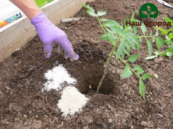 Hnojenie mrkvy draslíkom je mimoriadne prospešné pre rast a vývoj rastlín.