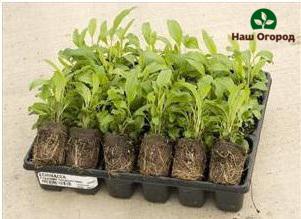 Echinacea seedlings