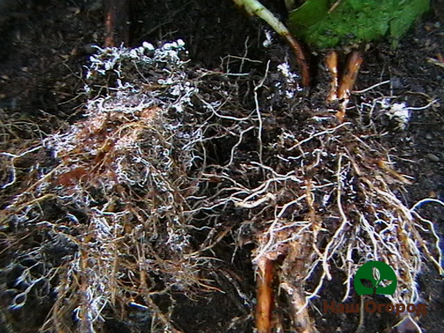 Mi a mikorrhiza