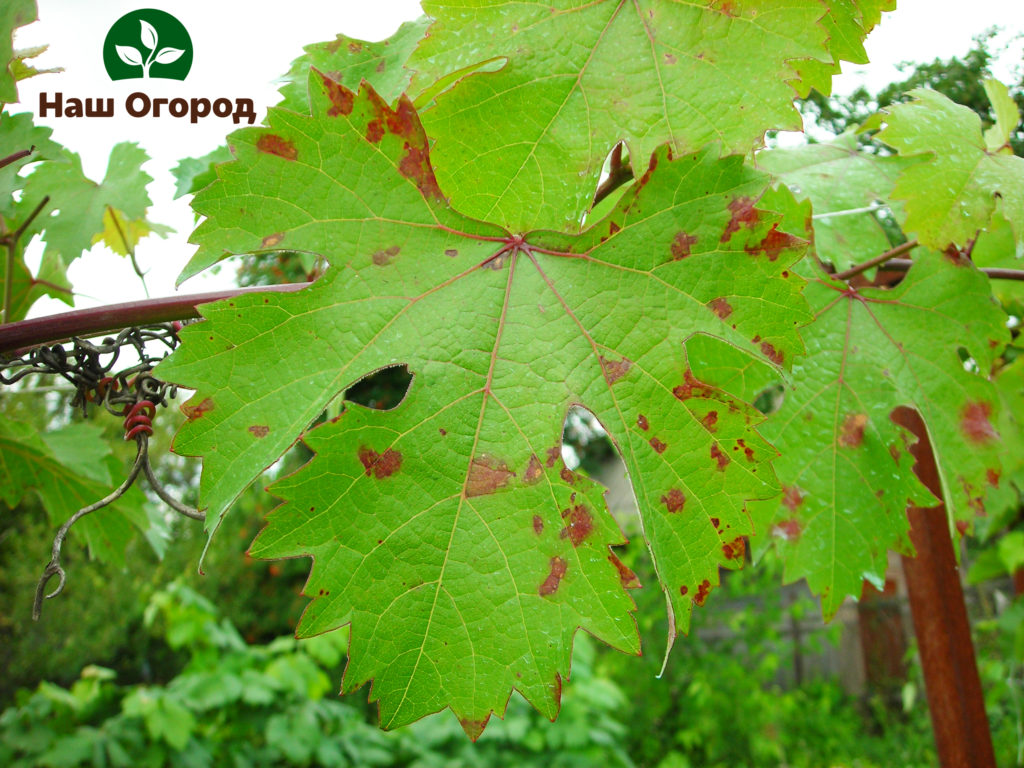 Grape leaves affected by mildew disease
