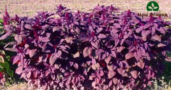 Amaranth Valentine variety with burgundy leaves