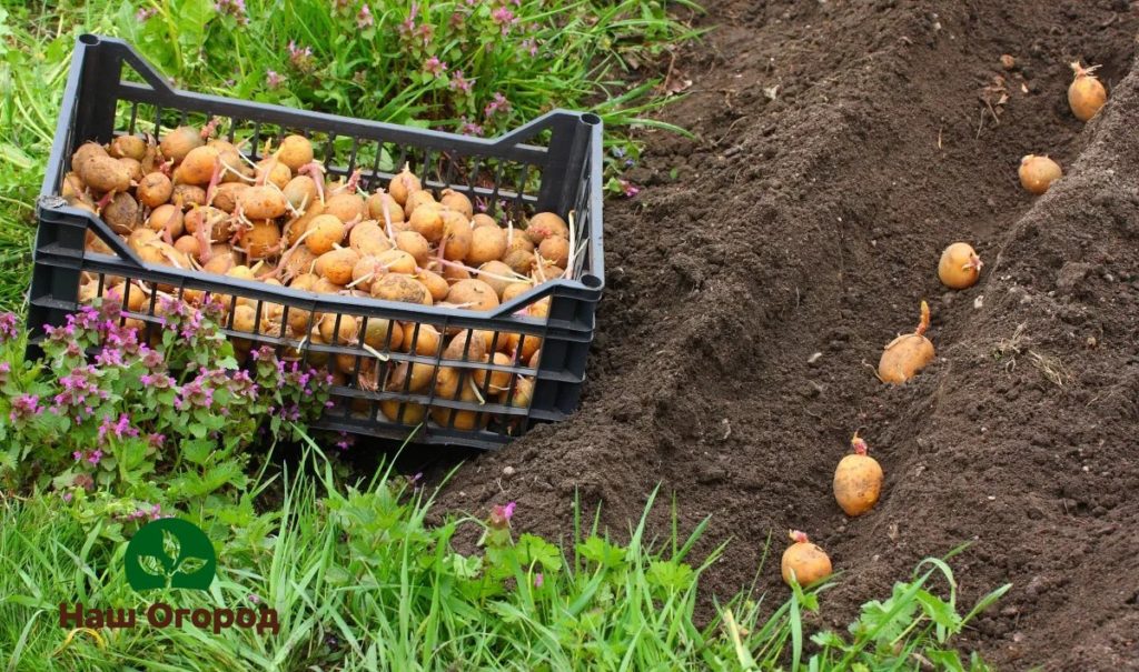 Много градинари започват да засаждат картофи, когато черешата цъфти.