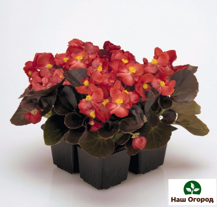 Begonia is een prachtige plant.