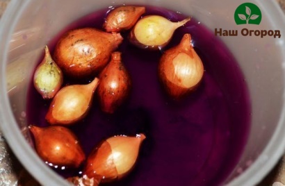 Disinfection of onion sets in a solution of potassium permanganate