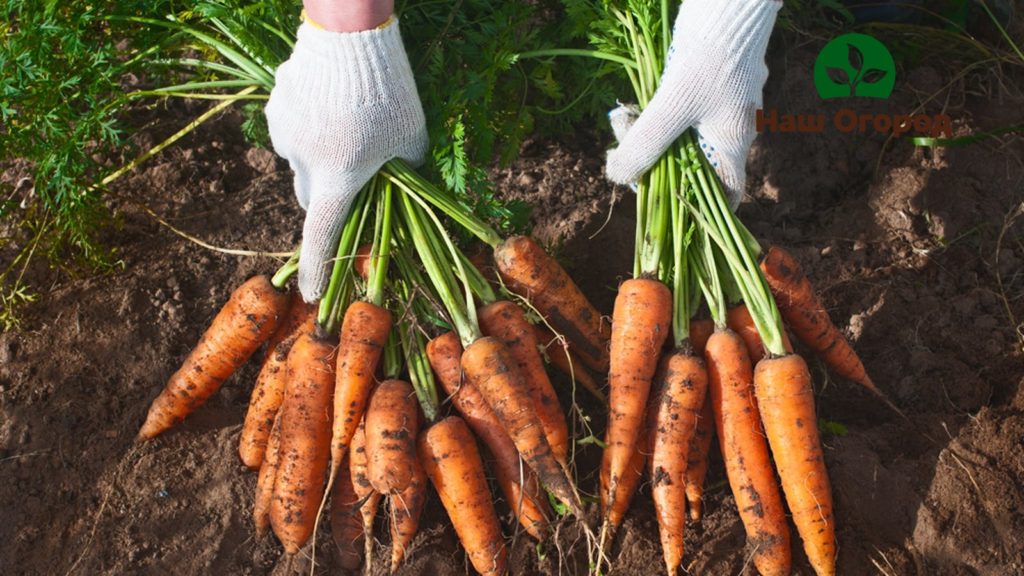 Currently, there are a lot of varieties and hybrids of carrots.