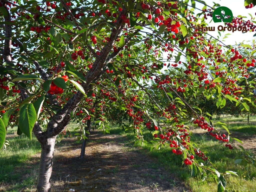 Kirsebær på stedet, dyrkingsfunksjoner.