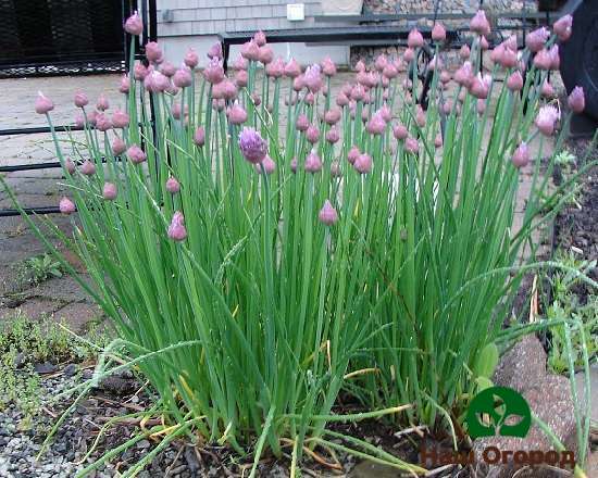 Chives care includes regular weeding and watering