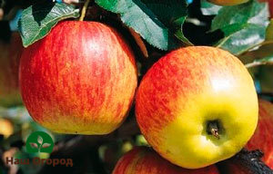 Jablka Pink Lady lze odlišit nerovnoměrným zbarvením ovoce.