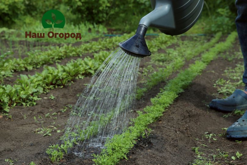 After seed germination, carrot care consists of watering and thinning.