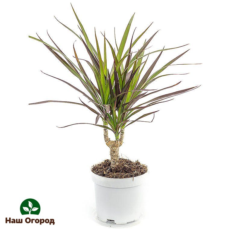 Dracaena is unpretentious - she feels great at home.