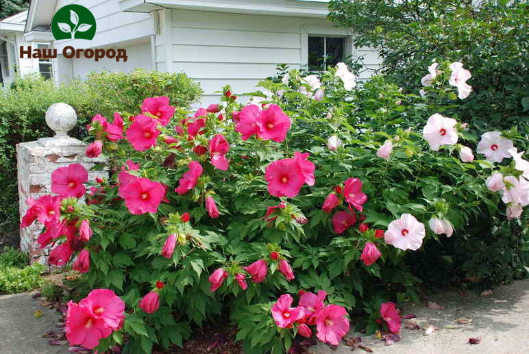 Hibiscus in a summer cottage is not only a beautiful, but also a very useful flower