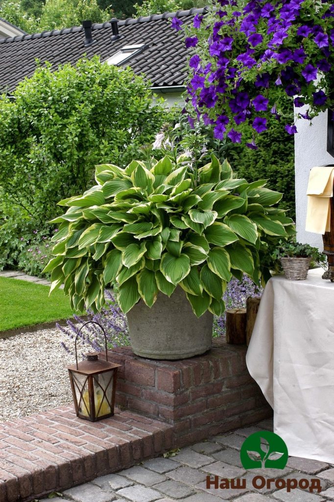 Unpretentious hosta will look good both outdoors and in a flower container