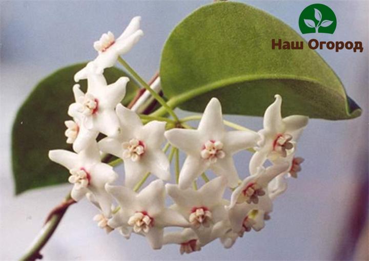 Variedad Hoya En forma de copa