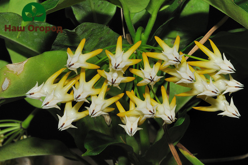 Multiflora hoya