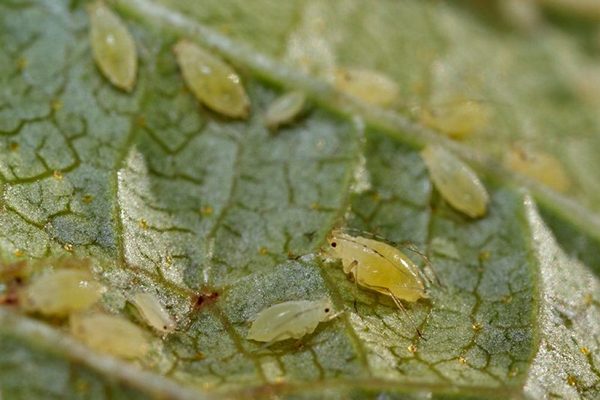 Pagprotekta sa mga gooseberry mula sa shoot aphids