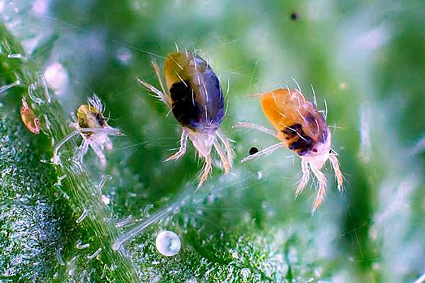 Paano mapupuksa ang isang spider mite.