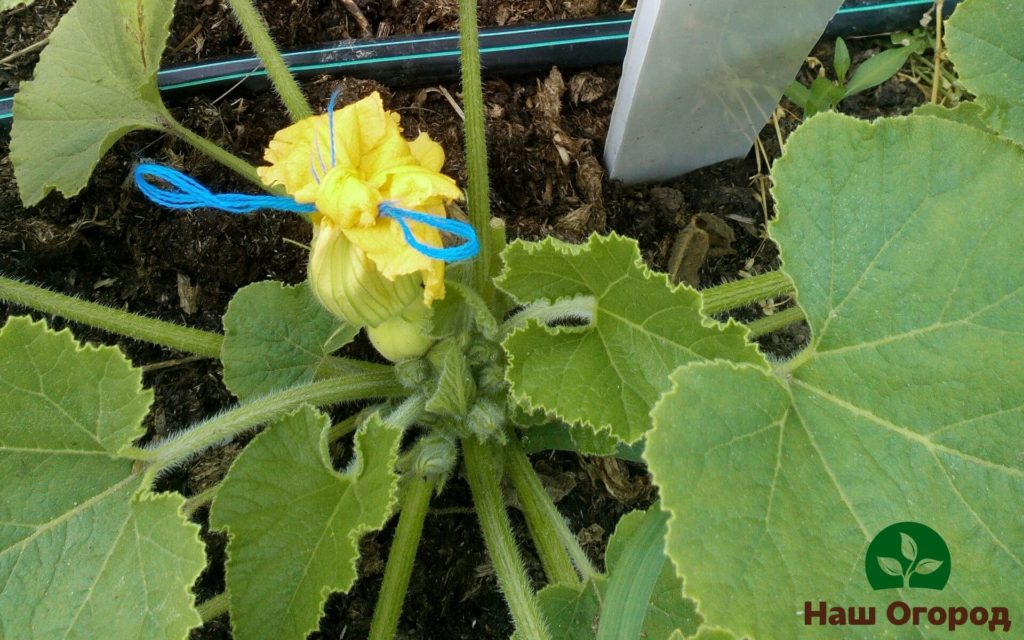 One of the methods of manual pollination of pumpkin flowers