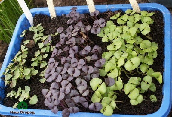 Basil seedlings prepared for planting in open ground